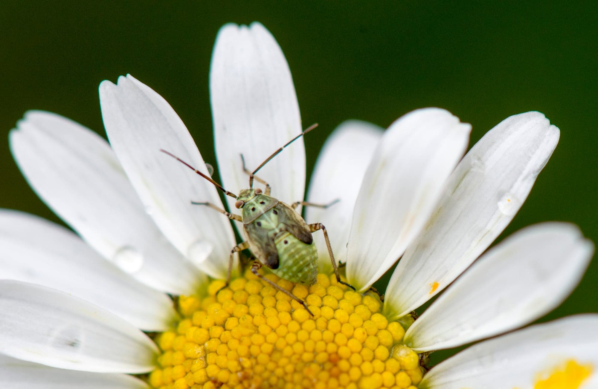 Stink Bug, Daisy
