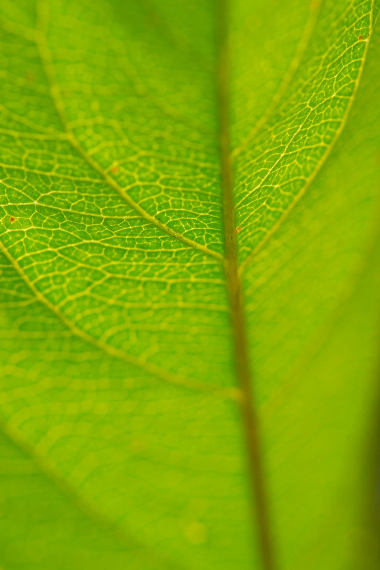 Leaf, From Behind