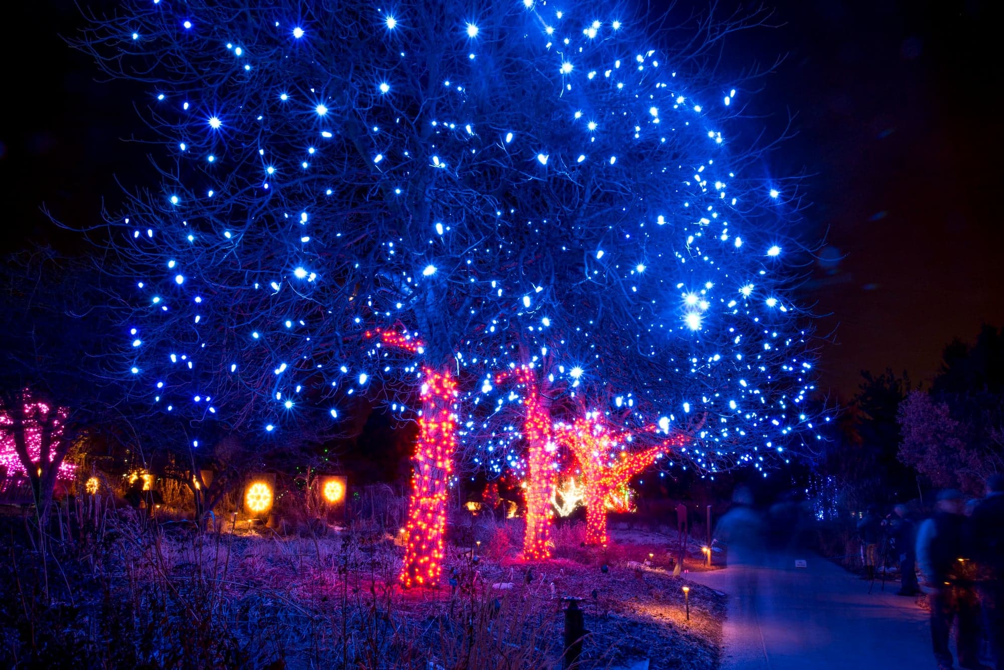 Blossoms of Light