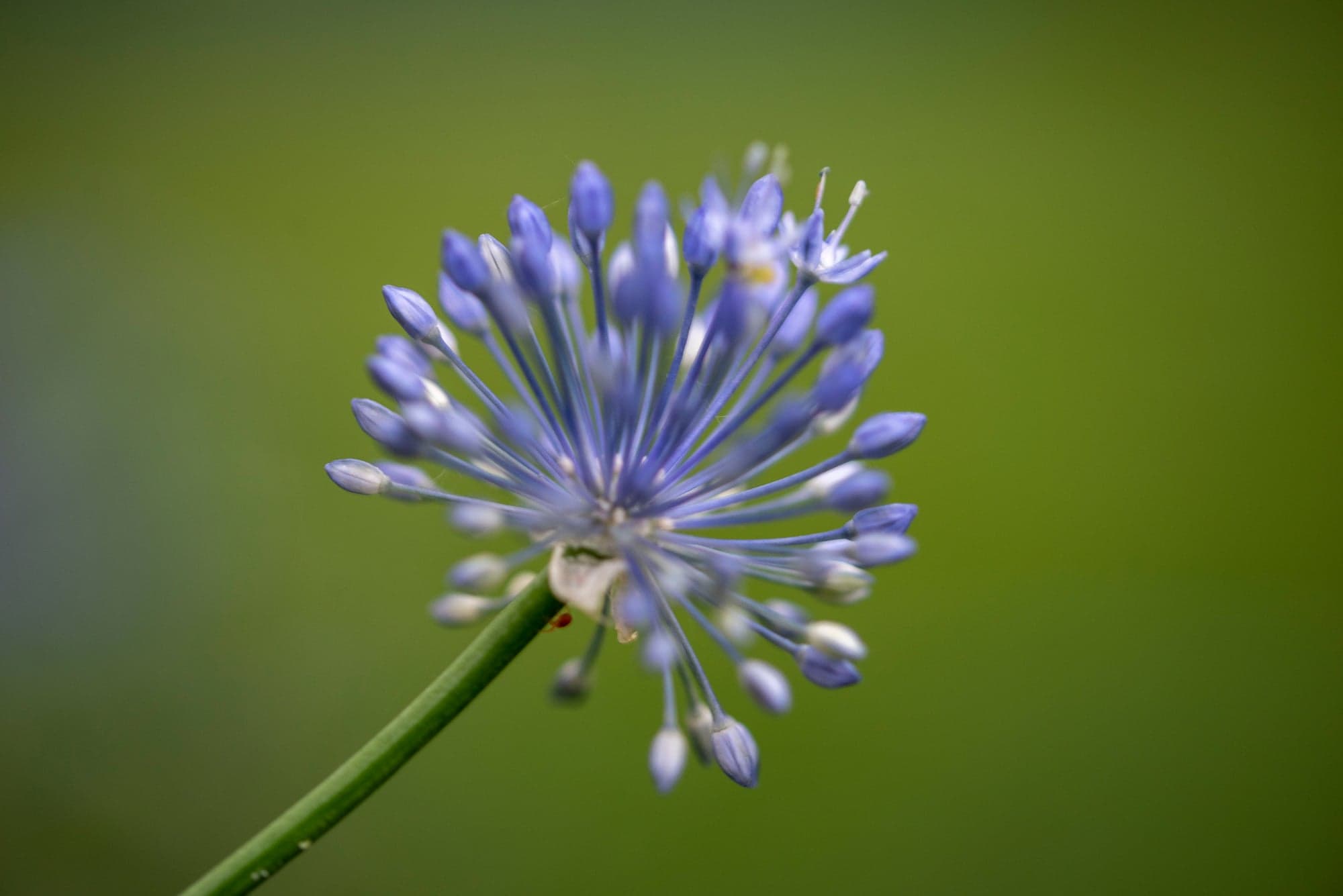 Agapanthus, Opening