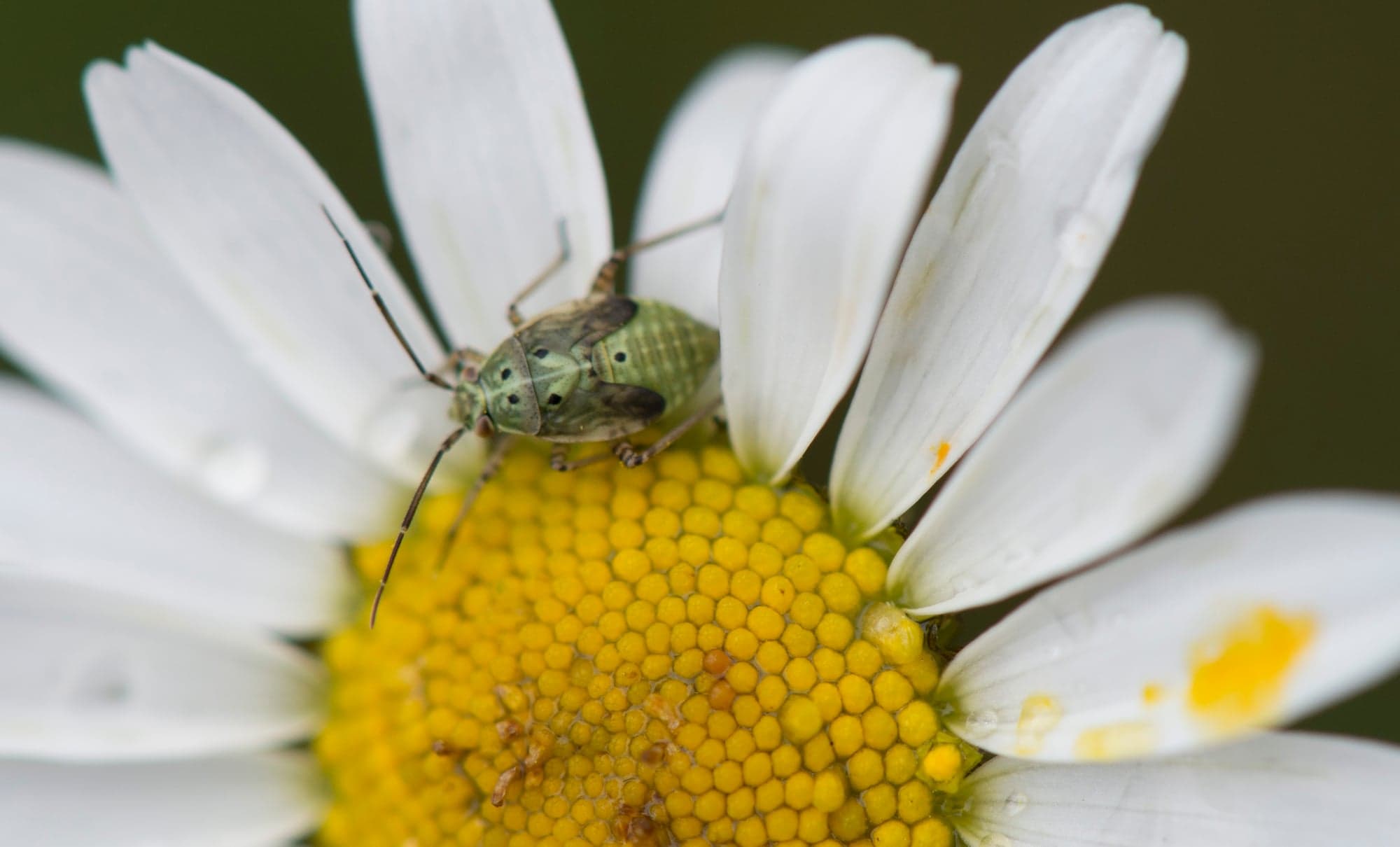 Green Bug on Daisy