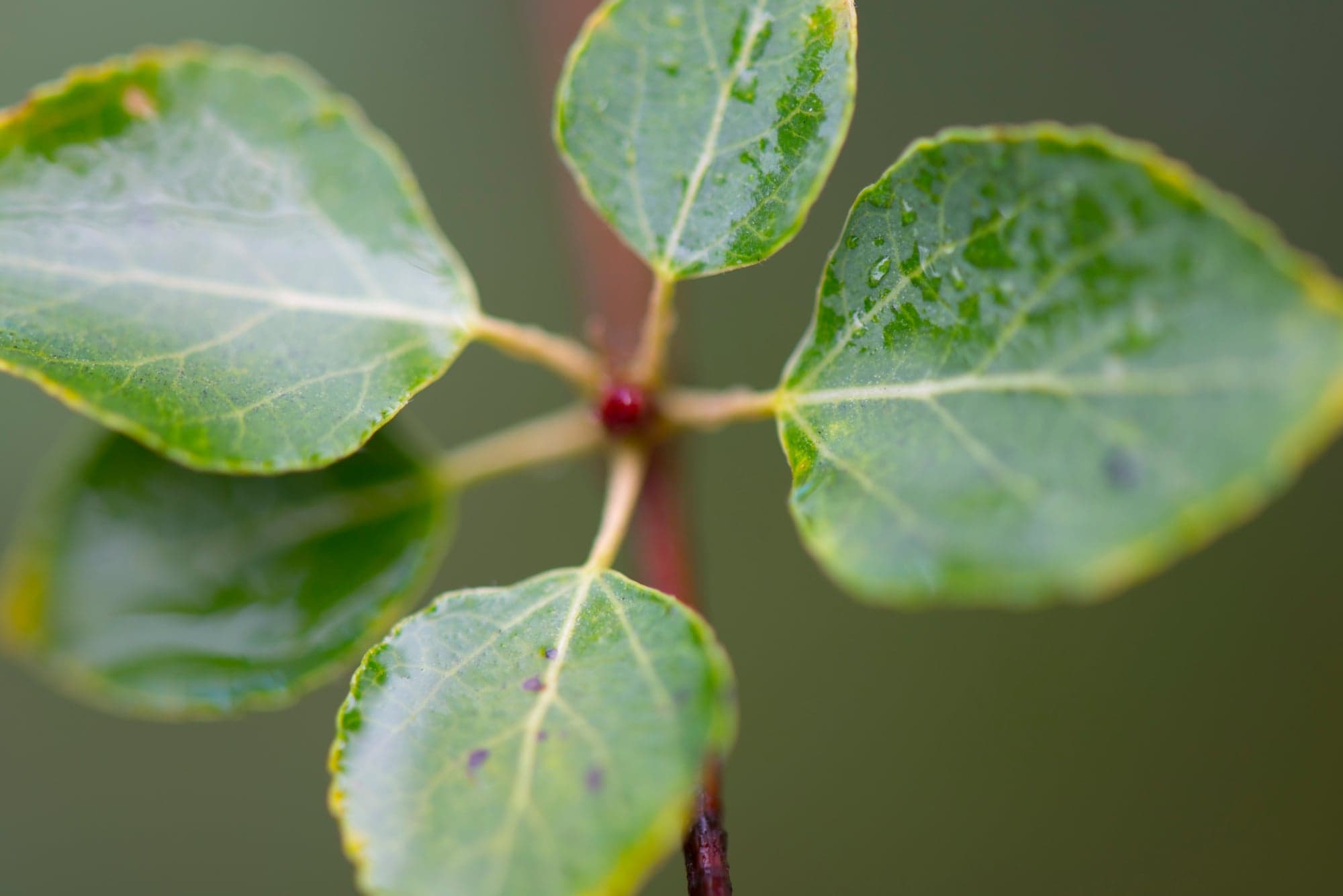 Leaves After Rain