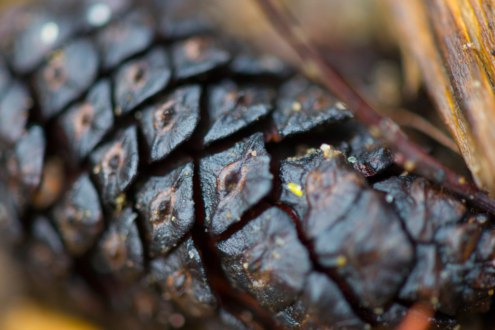 Pine Cone, Close