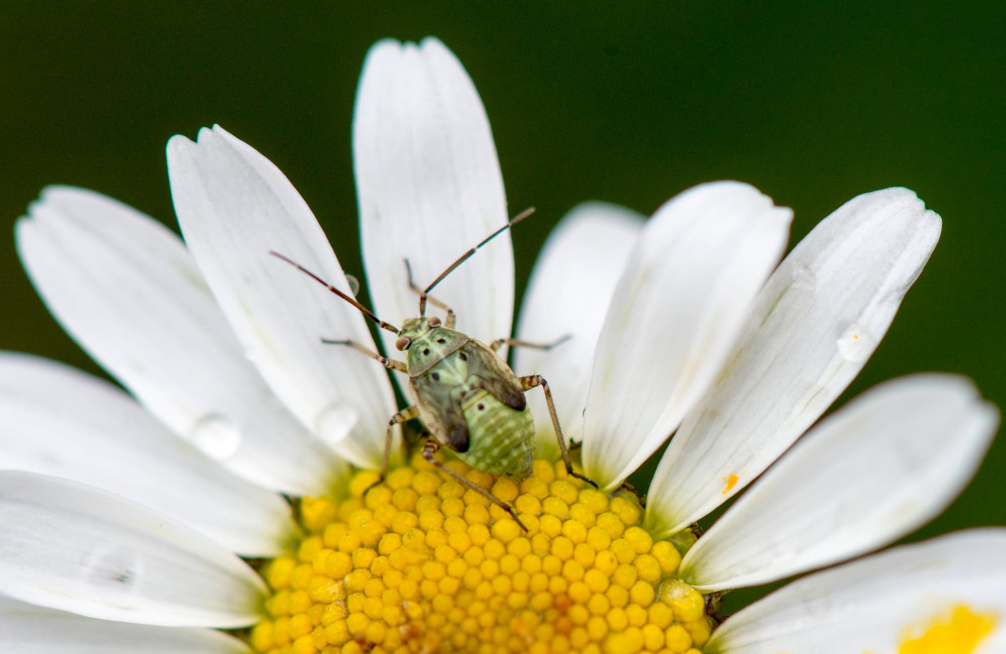Plant Bug on Daisy