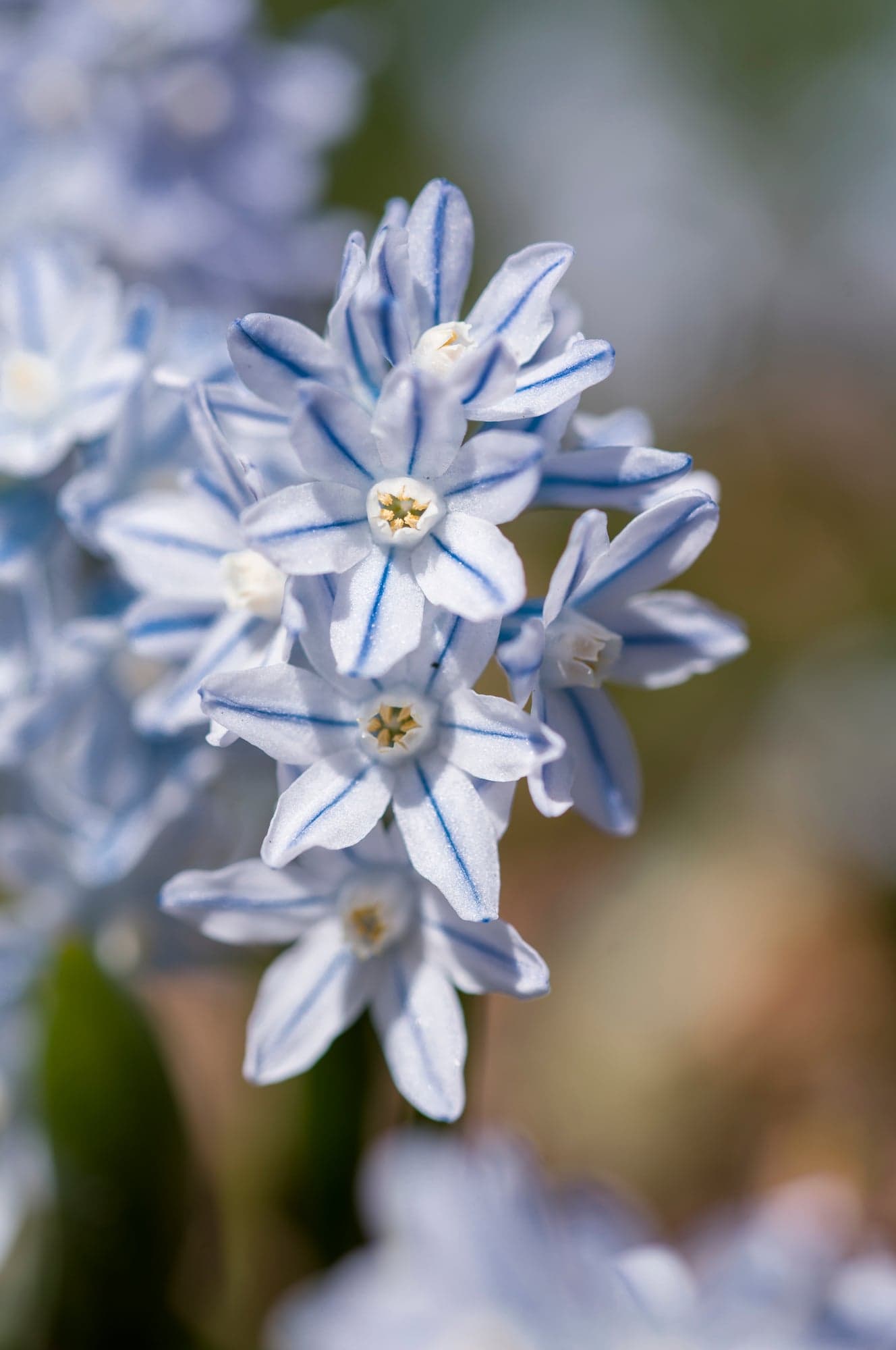 Puschkinia, Blue-Striped