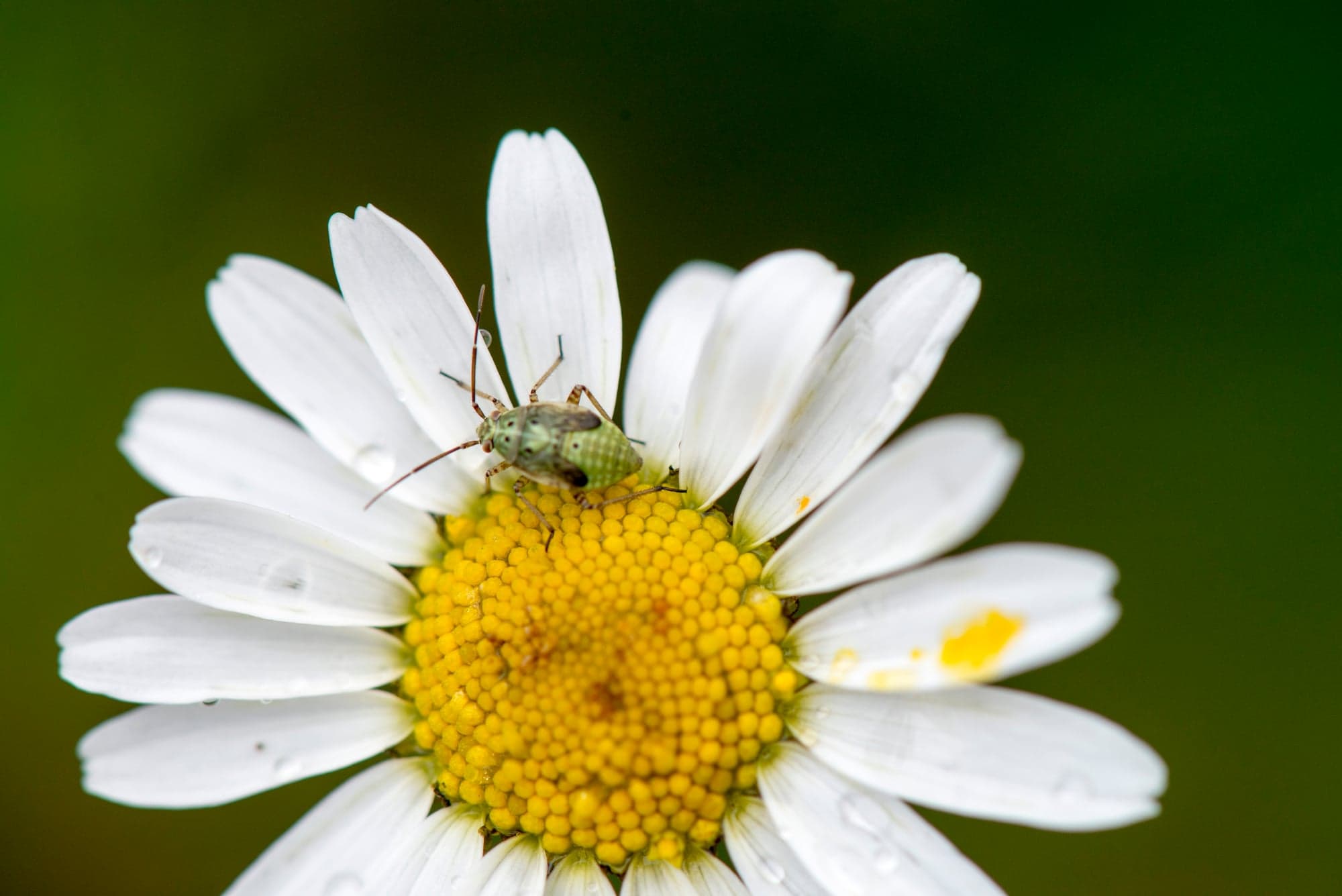 Shield Bug on Daisy