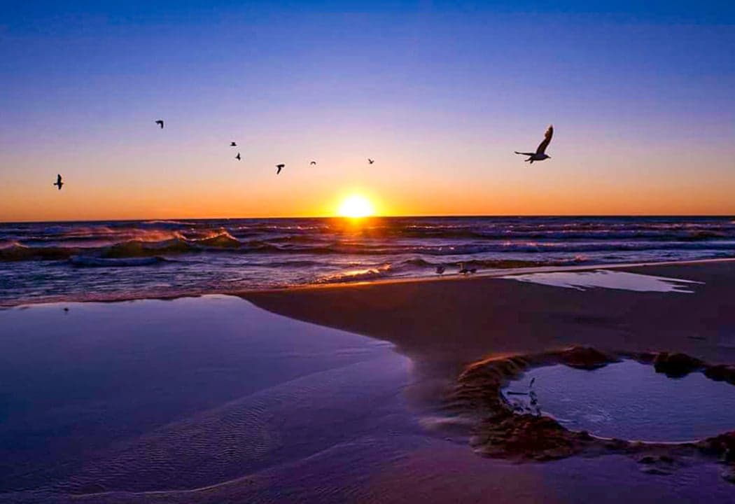 Gulls at Dusk