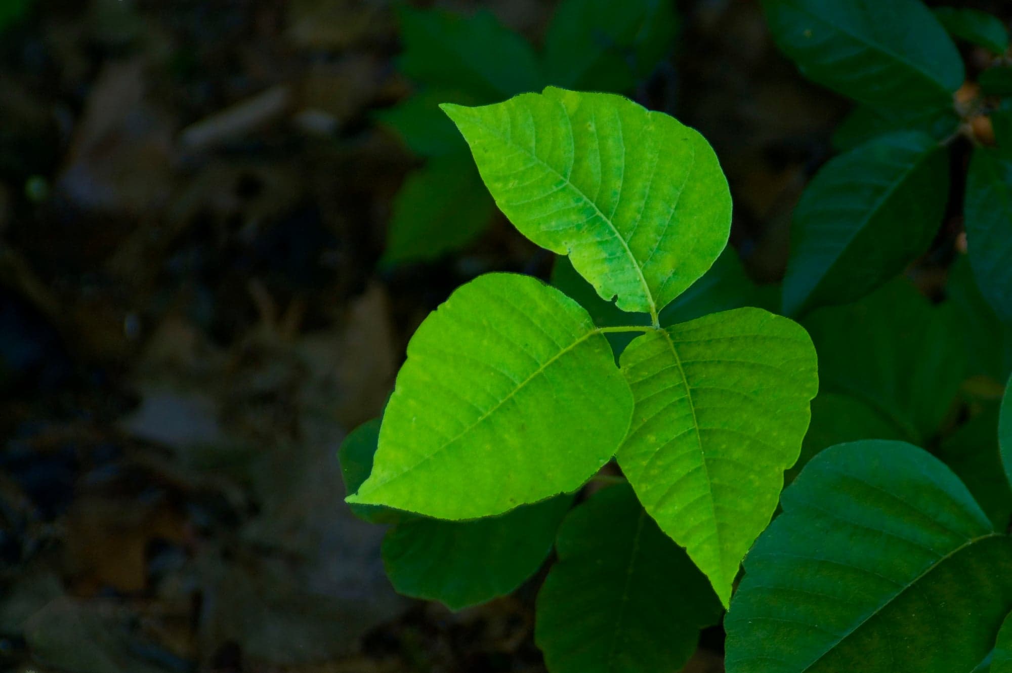 Poison Ivy