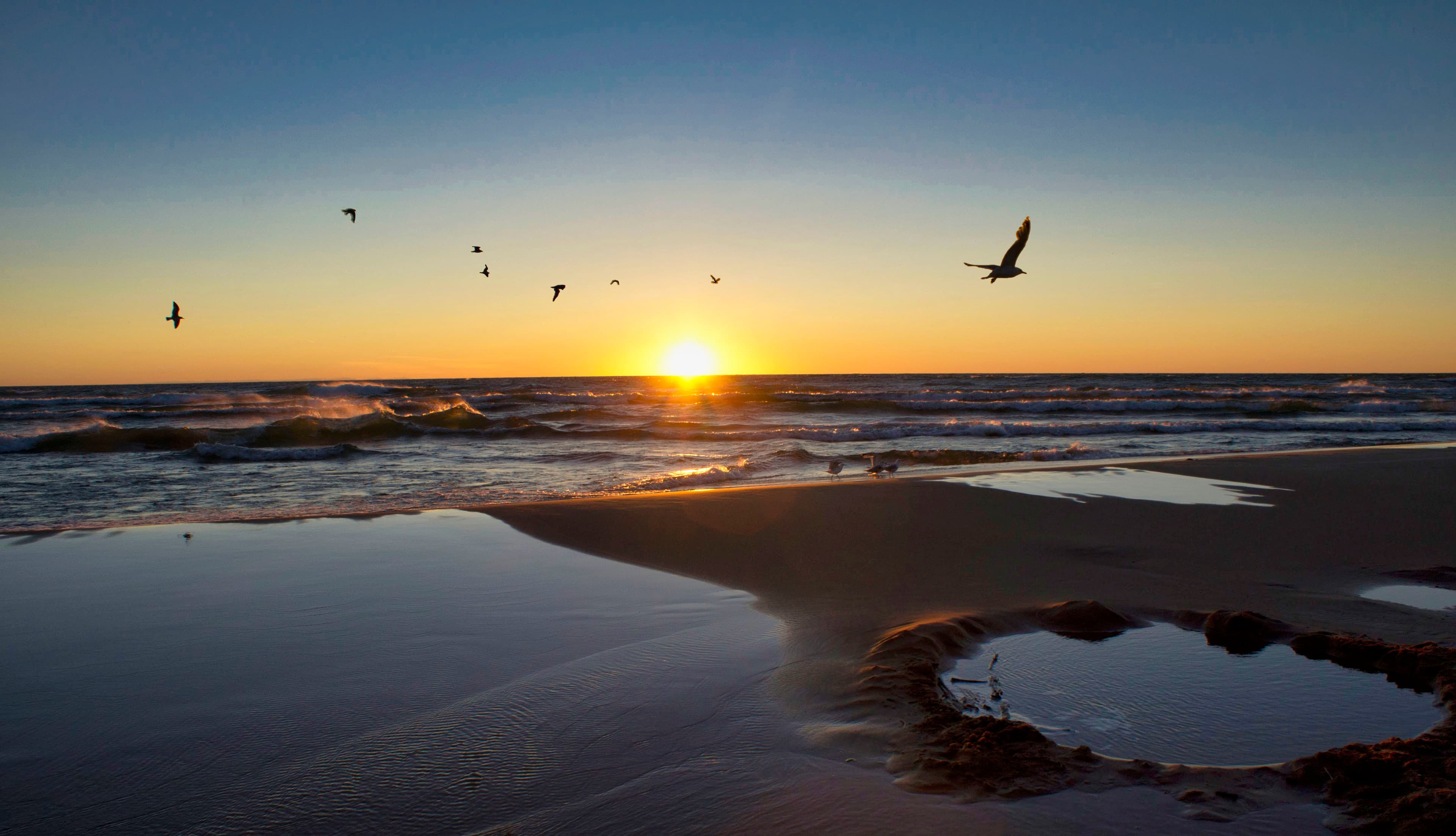 Birds on the Beach, Sunset at the Waterline